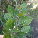 Image of <i>Searsia <i>lucida</i></i> subsp. lucida