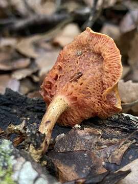 Chalciporus aurantiacus (McNabb) Pegler & T. W. K. Young 1981的圖片