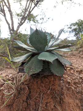 Plancia ëd Agave guadalajarana Trel.