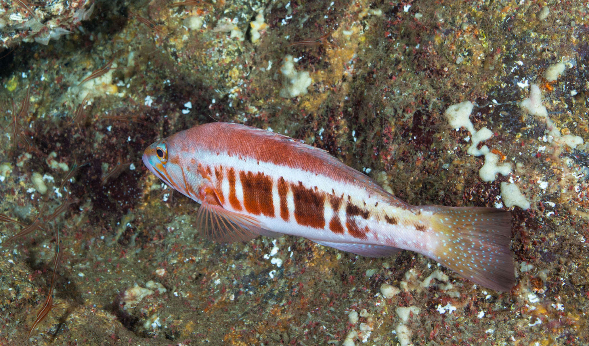 Serranus atricauda Günther 1874 resmi