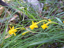 Image of Narcissus gaditanus Boiss. & Reut.