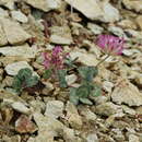 Sivun Trifolium owyheense Gilkey kuva