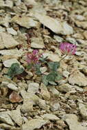 Image of Owyhee clover