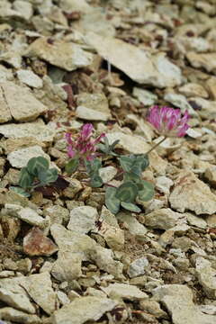 Слика од Trifolium owyheense Gilkey