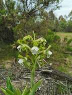 Imagem de Bipinnula fimbriata (Poepp.) I. M. Johnst.