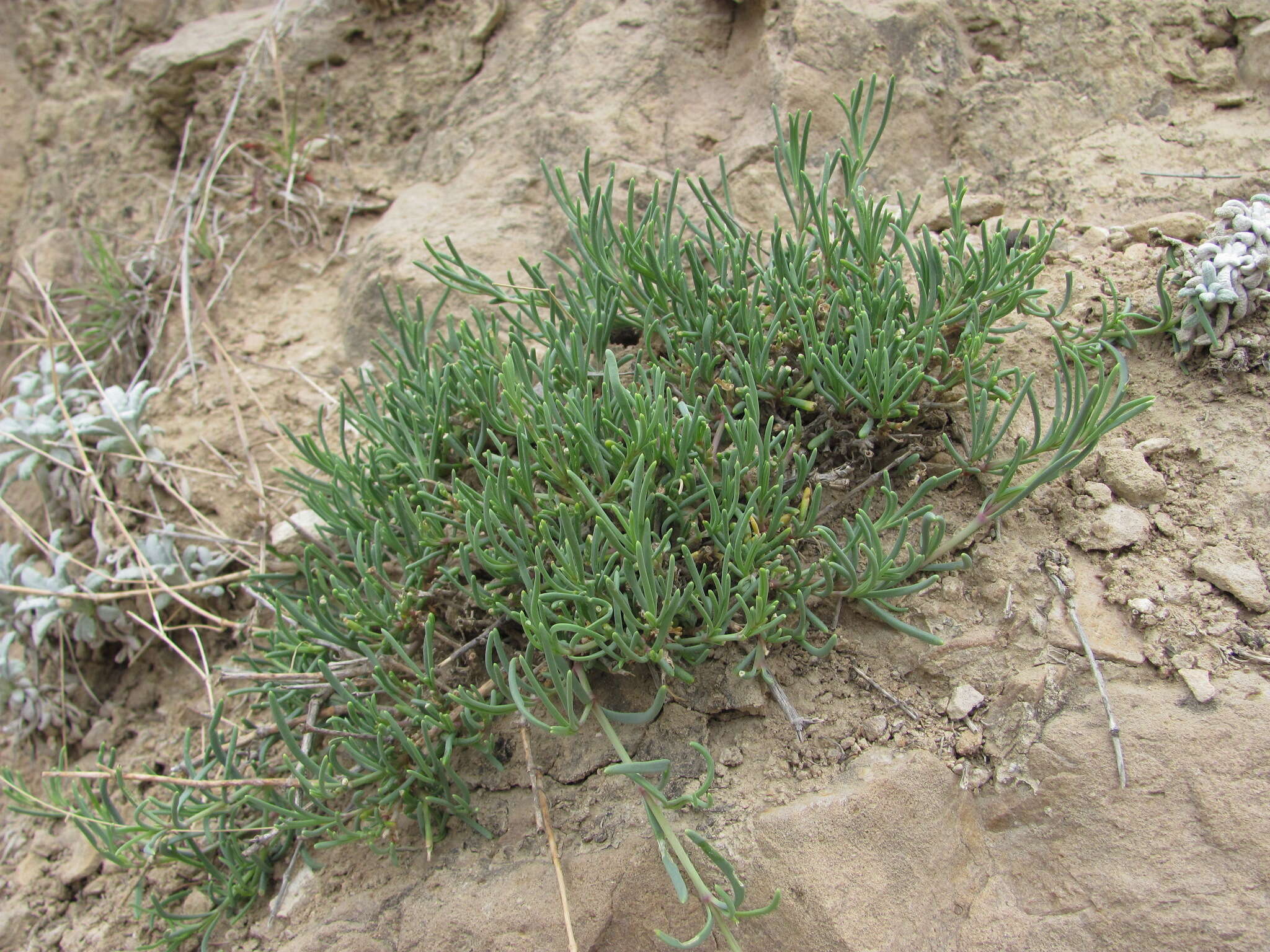 Слика од Gypsophila capitata Bieb.