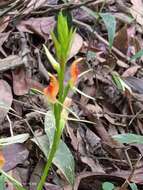 Image of Lily-leaf Orchid