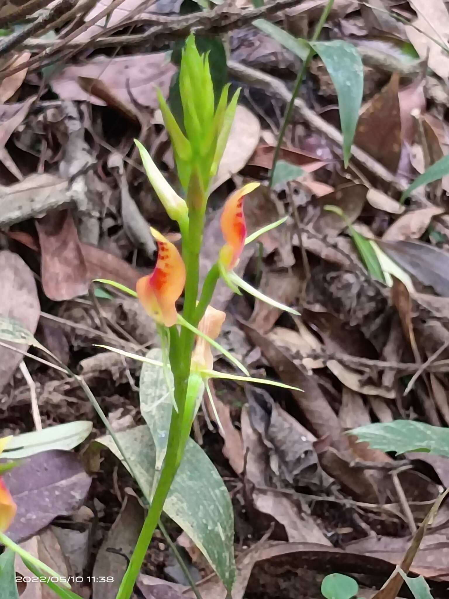 Image of Lily-leaf Orchid