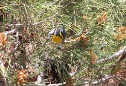 Image of Grace's Warbler