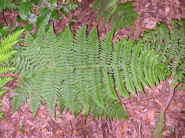 Image of Dryopteris oligodonta (Desv.) Pic. Serm.