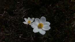 Pulsatilla alpina subsp. millefoliata (Bertol.) D. M. Moser resmi