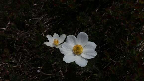 Image of Pulsatilla alpina subsp. millefoliata (Bertol.) D. M. Moser