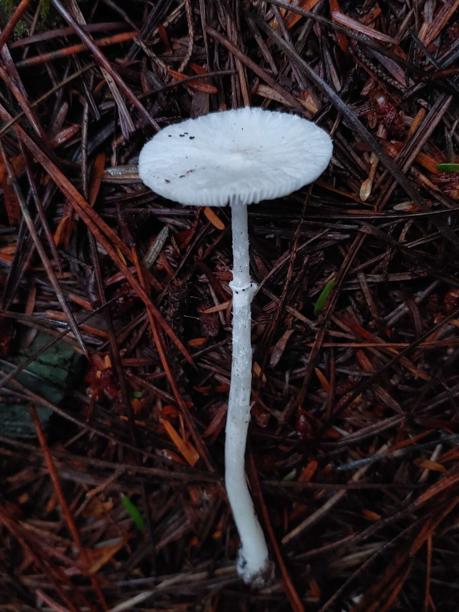 Image of Lepiota sequoiarum Murrill 1912