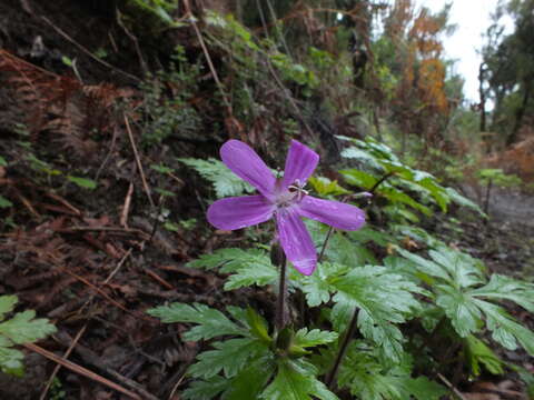 Image of Geranium reuteri Aedo & Muñoz Garm.