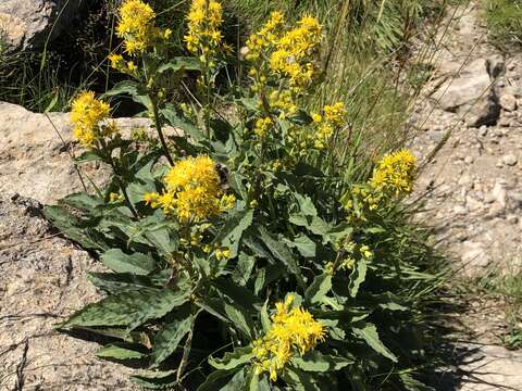 Image of Solidago virgaurea subsp. virgaurea