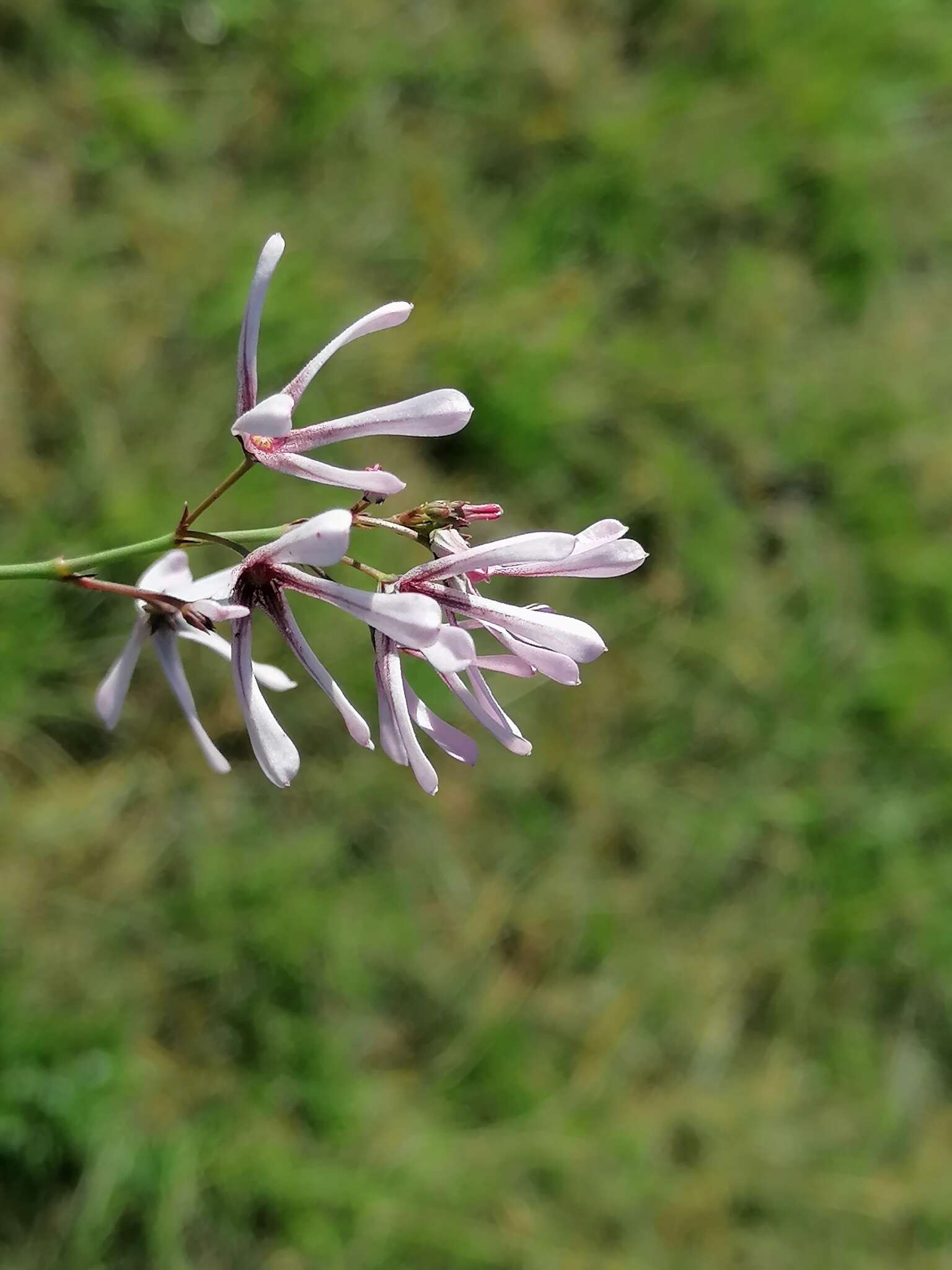 Image of Ceropegia rubella (E. Mey.) Bruyns