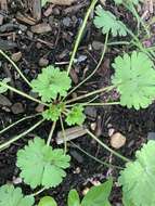 Image of Round-leaved Crane's-bill