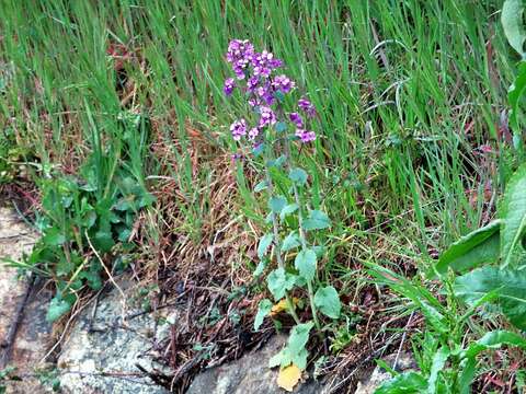 Image of Lunaria annua subsp. annua