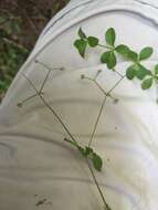 Image of Round-leaved Bedstraw