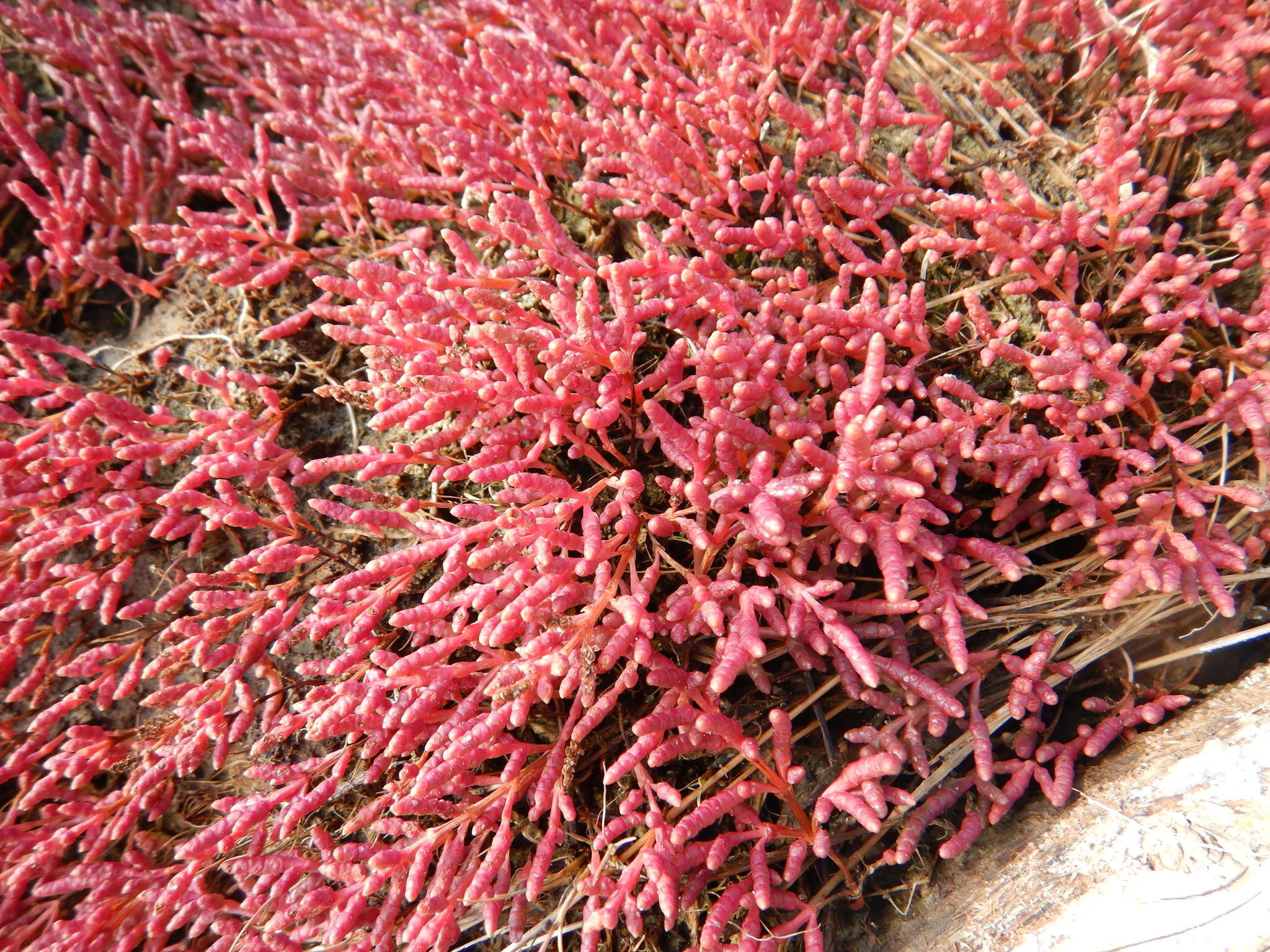 Image of red samphire