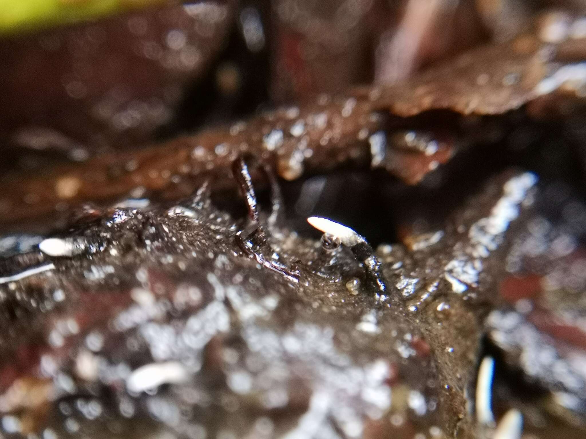 Sivun Xylaria carpophila (Pers.) Fr. 1849 kuva