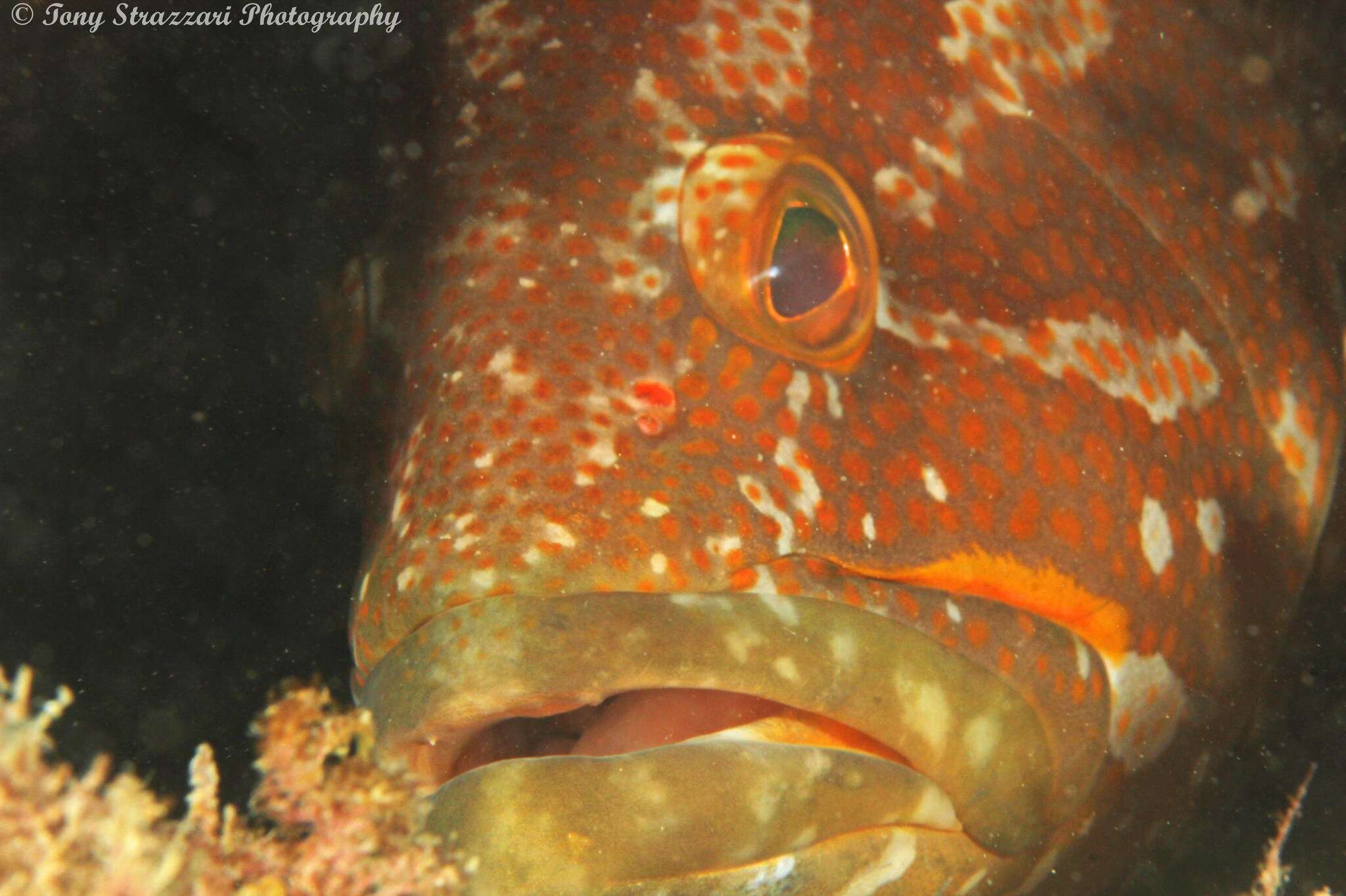 Epinephelus undulatostriatus (Peters 1866)的圖片