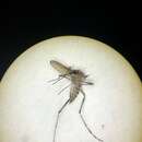 Image of Aedes grossbecki Dyar & Knab 1906
