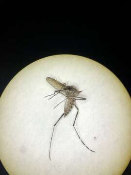 Image of Grossbeck's Speckled Mosquito