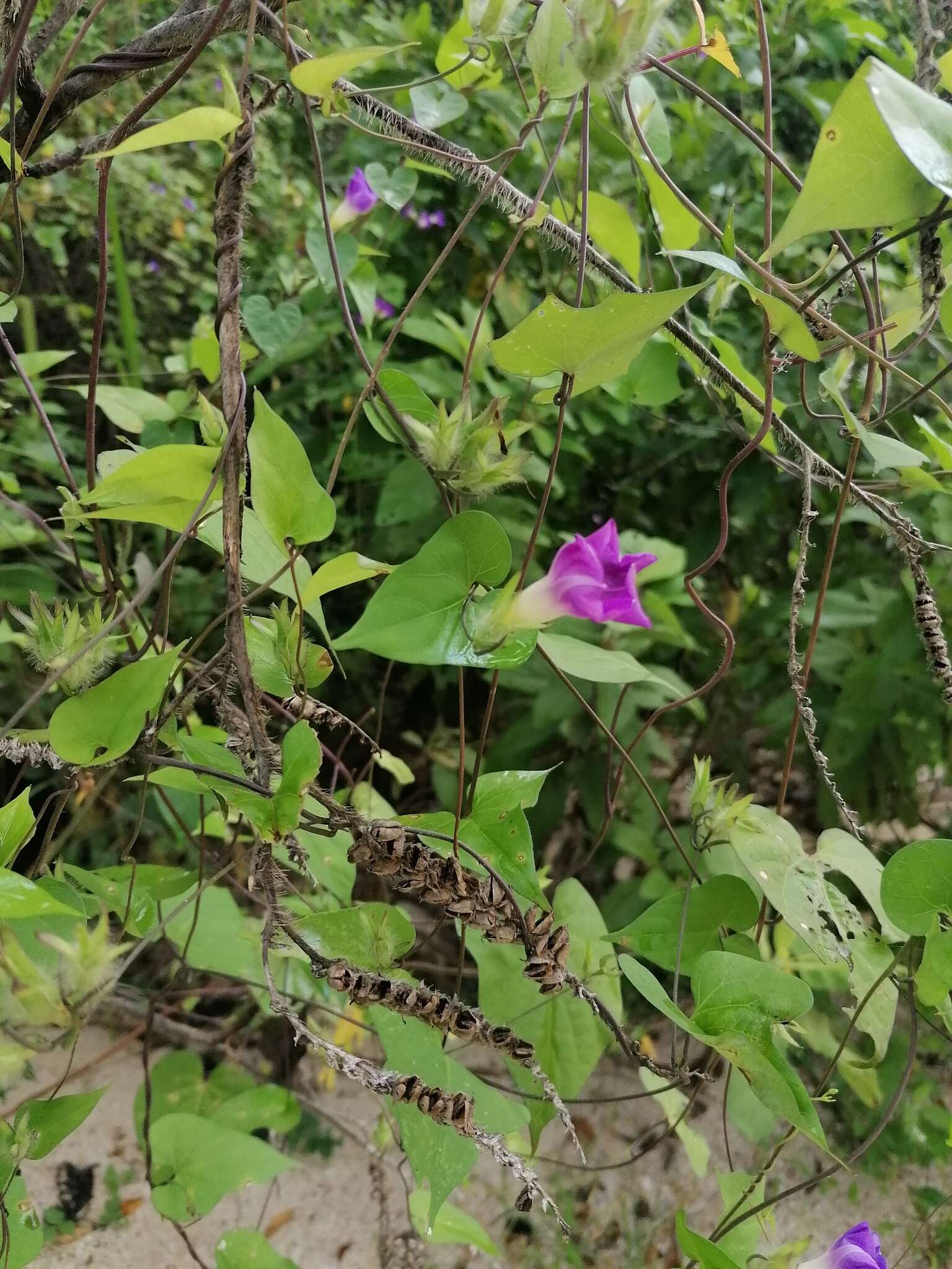 Ipomoea meyeri (Spreng.) G. Don resmi