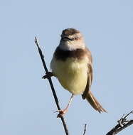 Image of Prinia flavicans flavicans (Vieillot 1821)