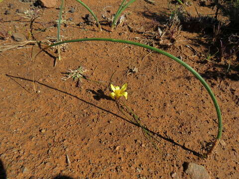 Image of Romulea tortuosa subsp. aurea (Klatt) M. P. de Vos