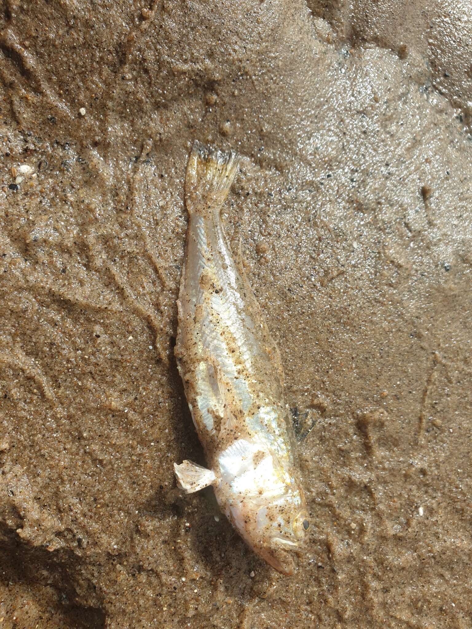 Image of Echiichthys