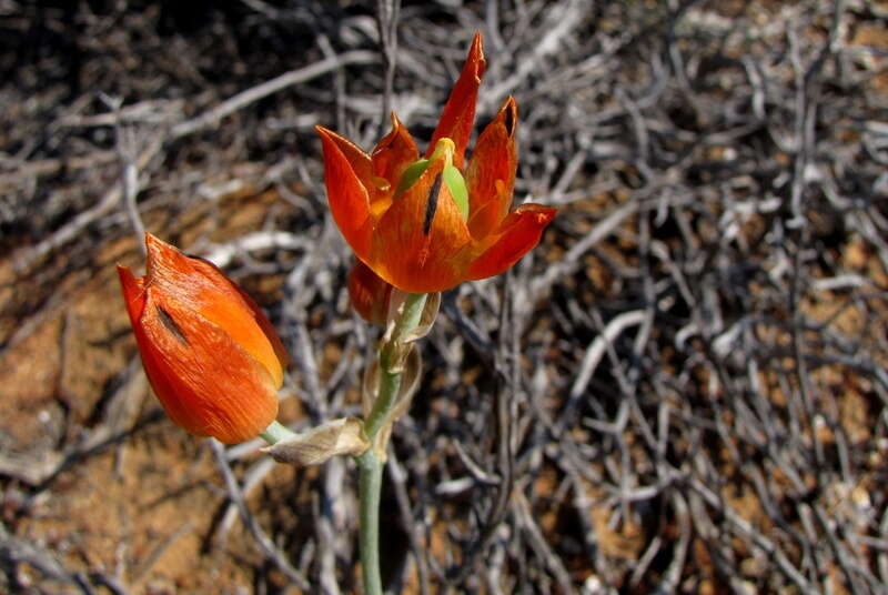 Image de Ornithogalum maculatum Jacq.