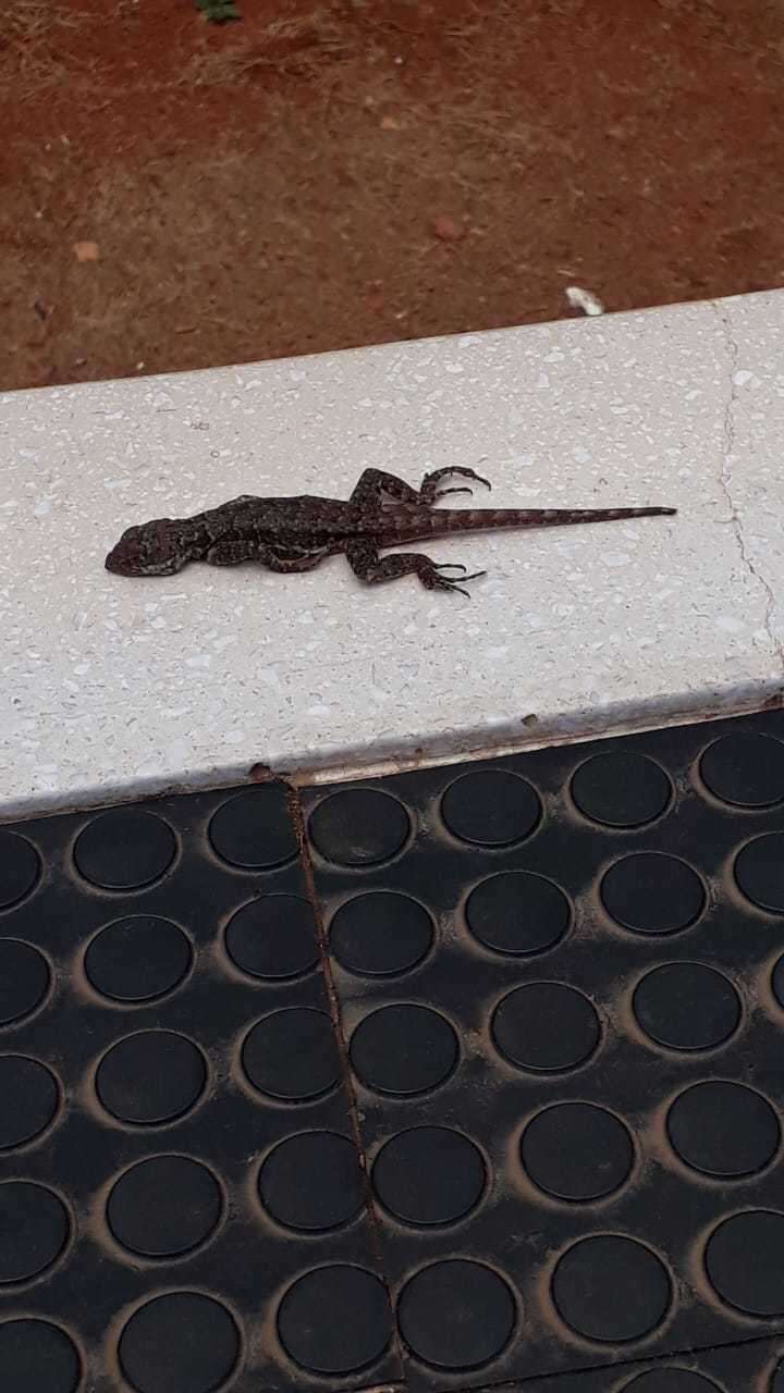 Image of Amazon Lava Lizard