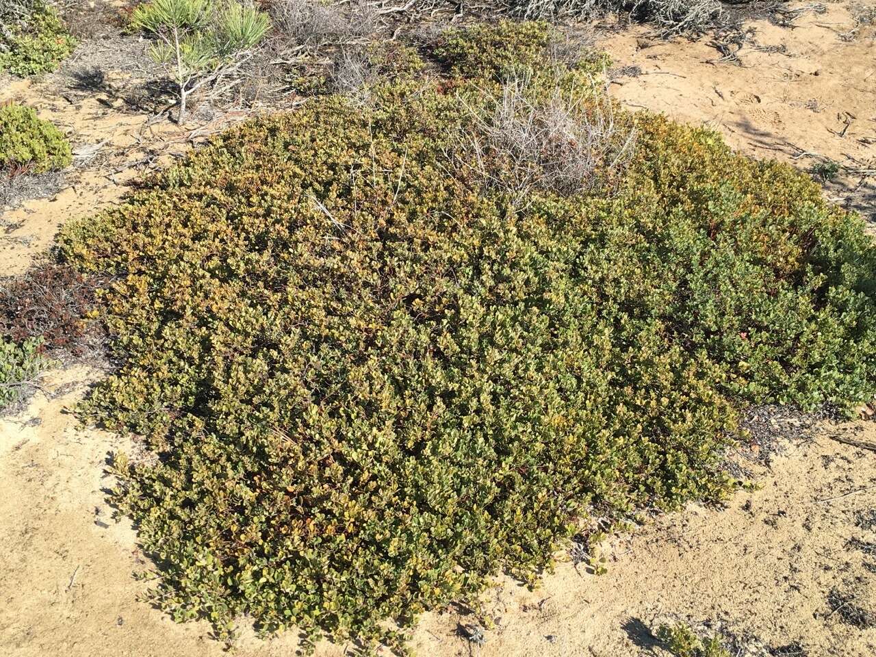 Image de Arctostaphylos pumila Nutt.