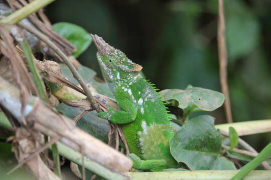 Image of West Usambara Blade-horned Chameleon