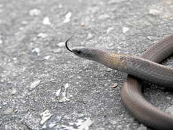 Image of Common Slug Eater