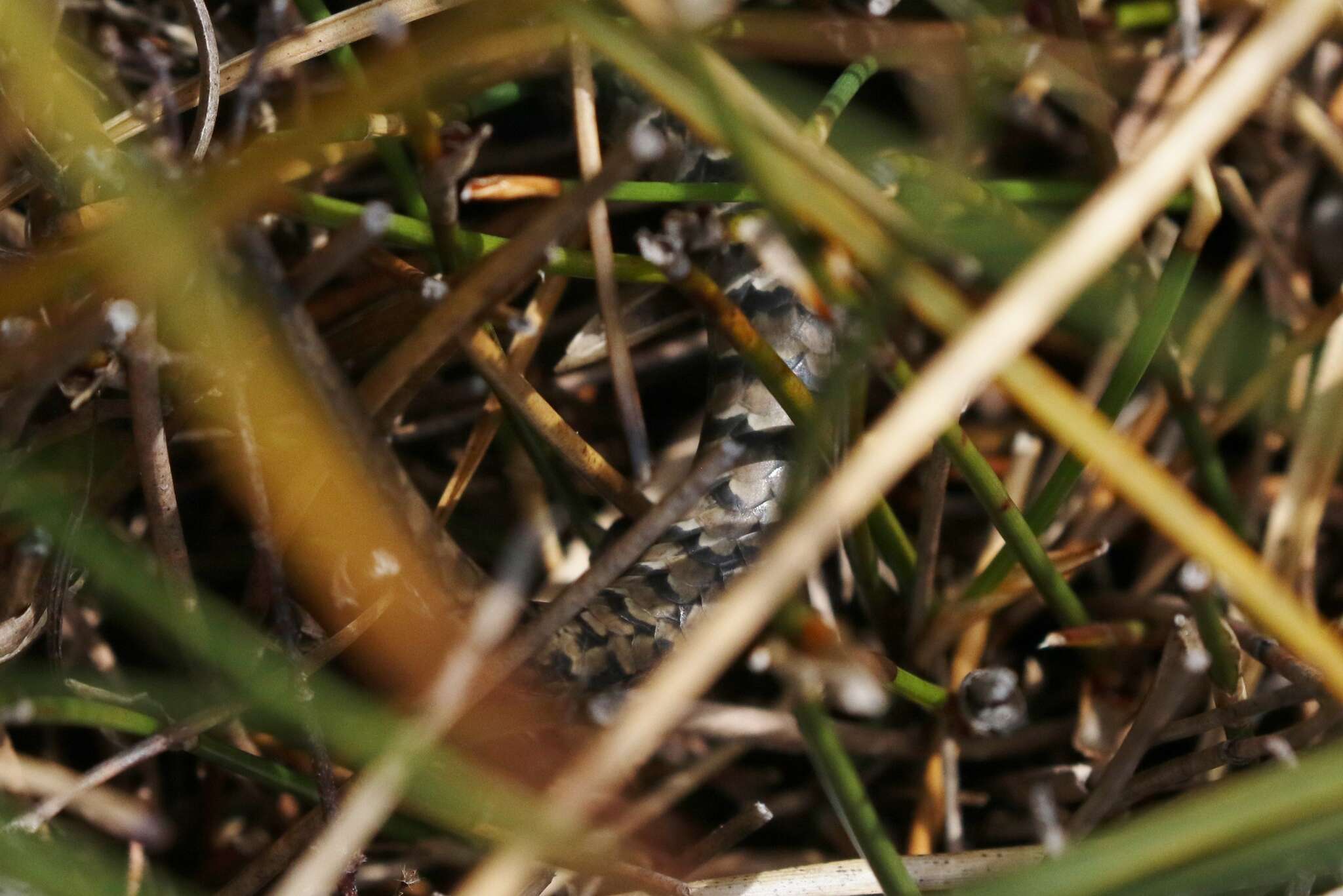 Image of She-oak Skink