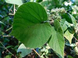 Image of Ipomoea involucrata Beauv.