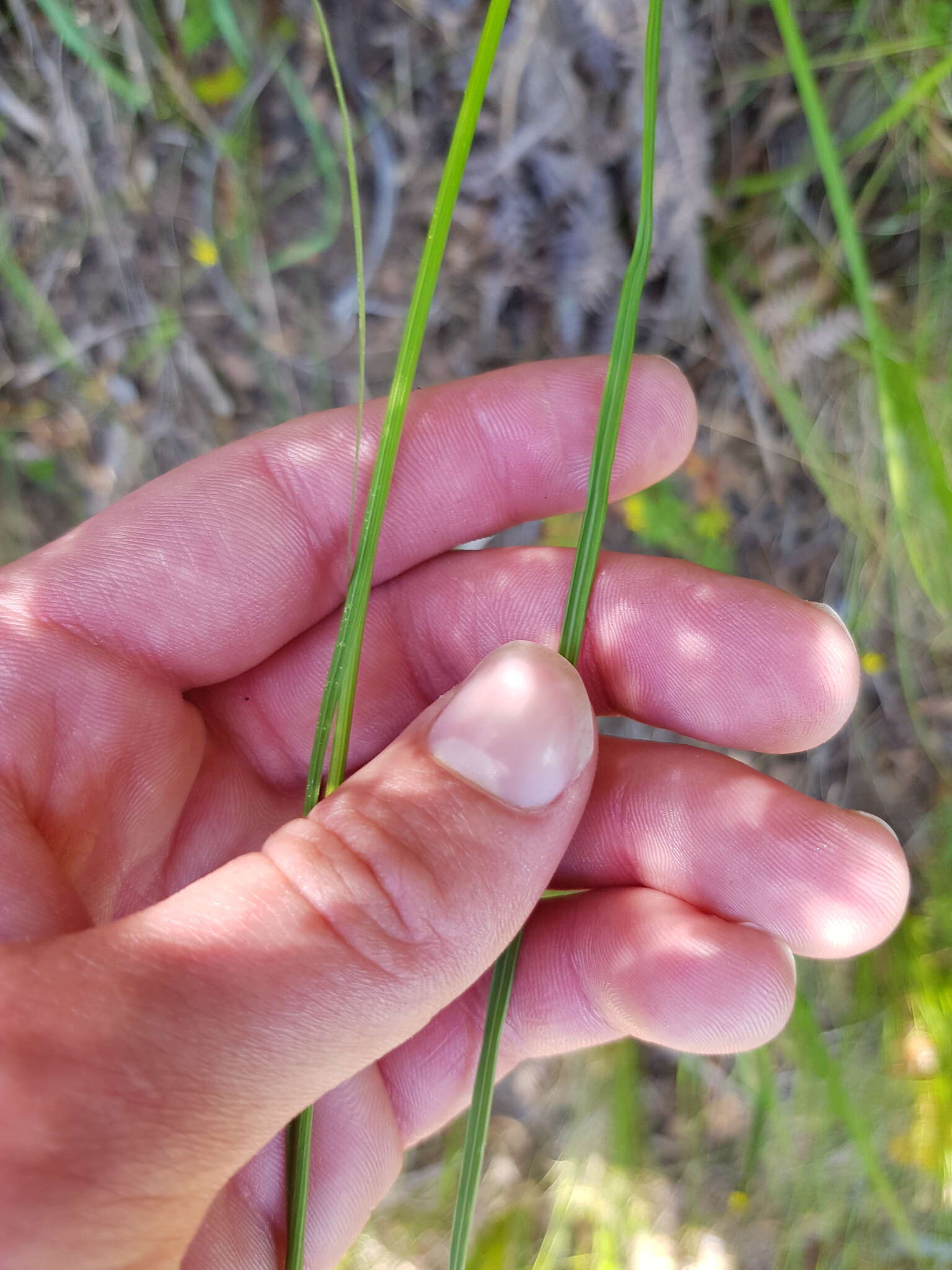 Image of Gladiolus virgatus Goldblatt & J. C. Manning