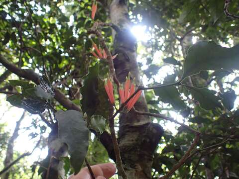 Image of Amylotheca dictyophleba (F. Müll.) Tieghem