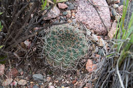 Image of Gymnocalycium ritterianum Rausch