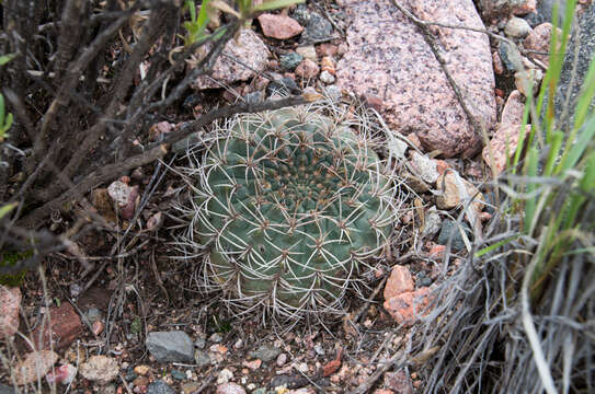 Plancia ëd Gymnocalycium ritterianum Rausch