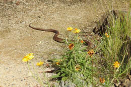 Image of Eastern brown snake