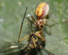 Image of Emblyna florens (Ivie & Barrows 1935)