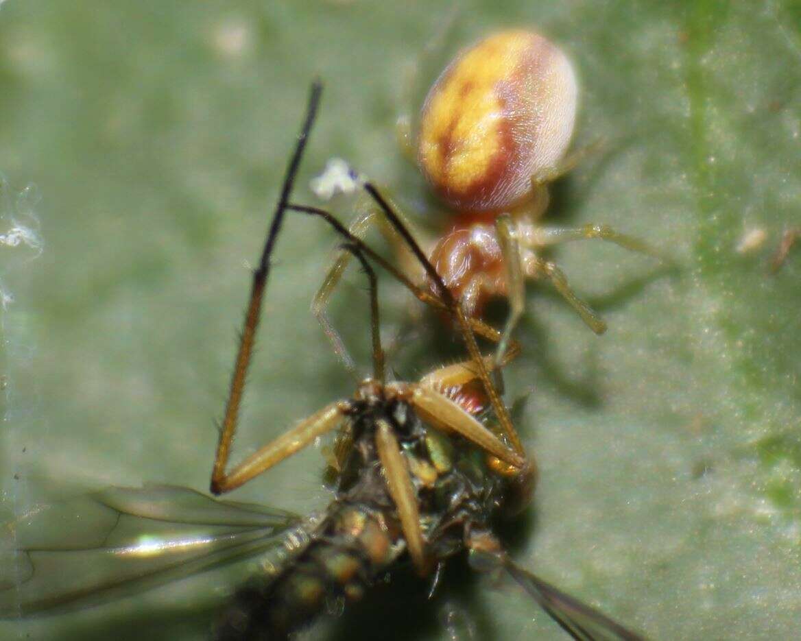 Image of Emblyna florens (Ivie & Barrows 1935)