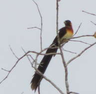 Image of Broad-tailed Paradise Whydah