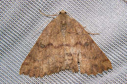 Image of Kawakawa looper moth