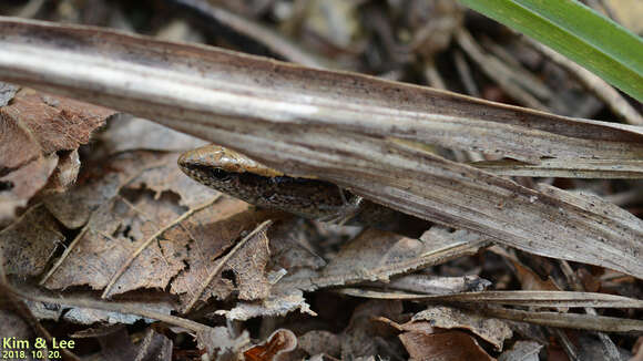 Image of Tsushima Ground Skink