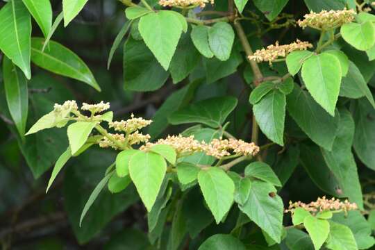 Image of Cissus microcarpa M. Vahl